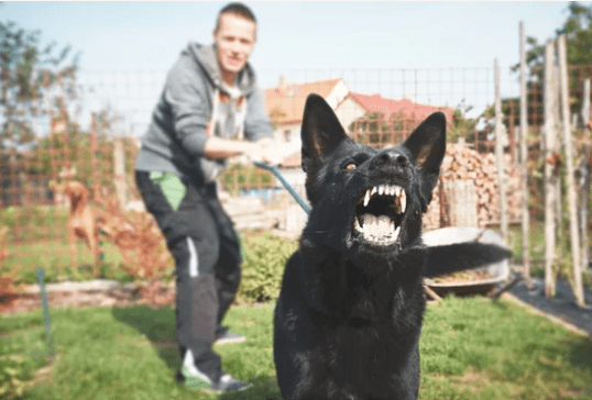 Que faire en cas d&rsquo;attaque d&rsquo;un animal?